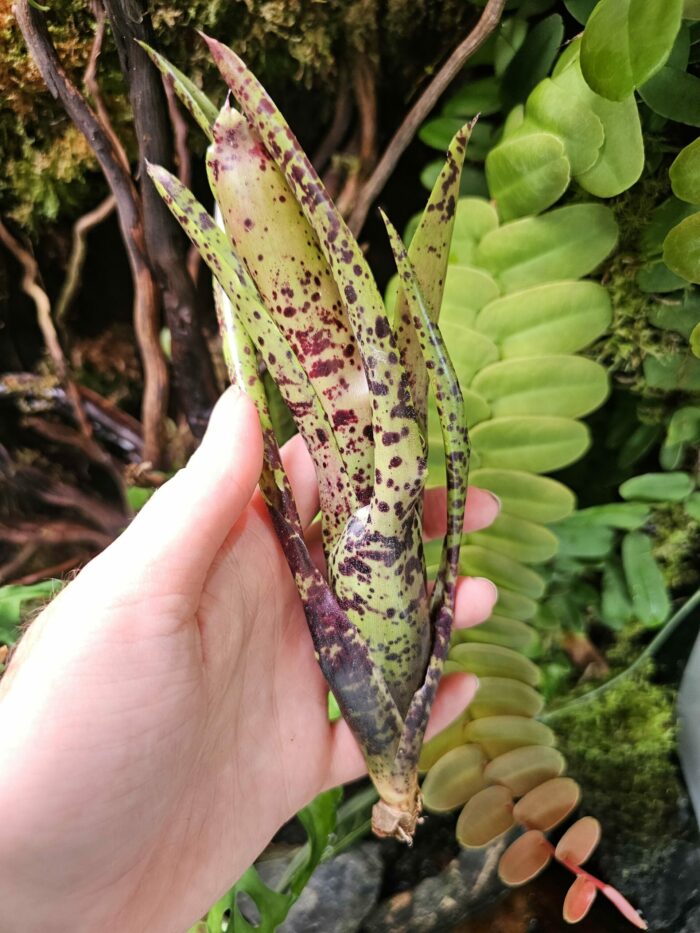 Neoregelia Labrea  [ moyenne ]