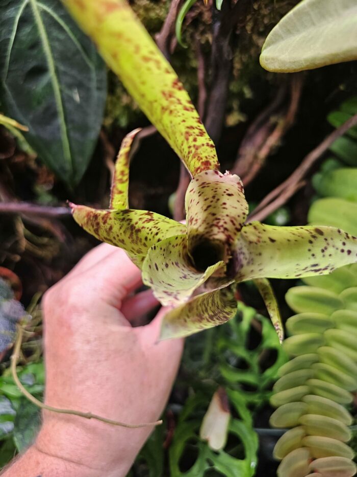Neoregelia Labrea  [ moyenne ] – Image 2