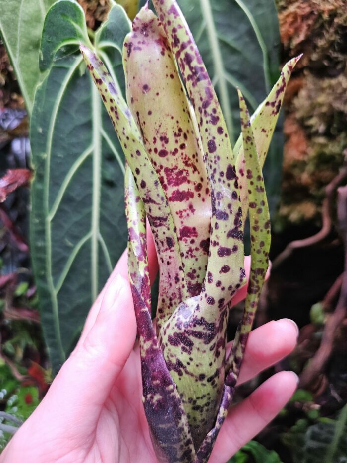 Neoregelia Labrea  [ moyenne ] – Image 3