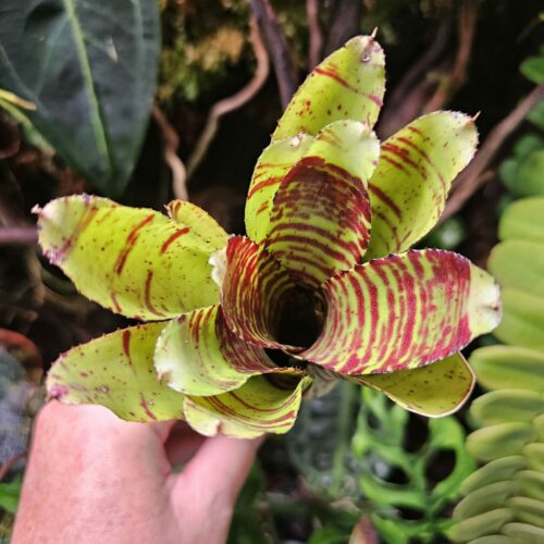 Neoregelia Killer Bee