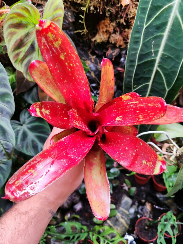 Neoregelia Fire Jewell