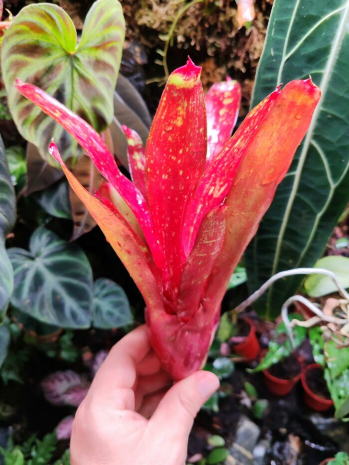 Neoregelia Fire Jewell – Image 2