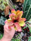 Neoregelia Wild Tiger