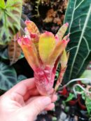 Neoregelia Wild Tiger
