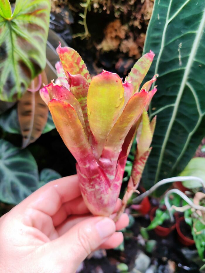 Neoregelia Wild Tiger – Image 2