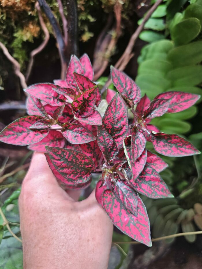 Hypoestes "Red" – Image 2