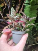 Hypoestes "Red"