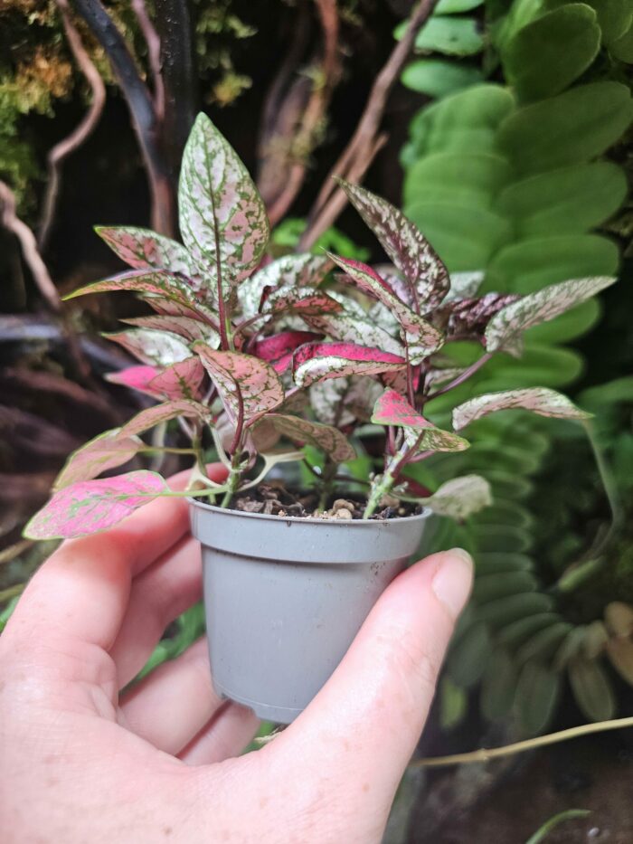 Hypoestes "Red" – Image 3