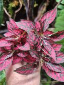 Hypoestes "Red"