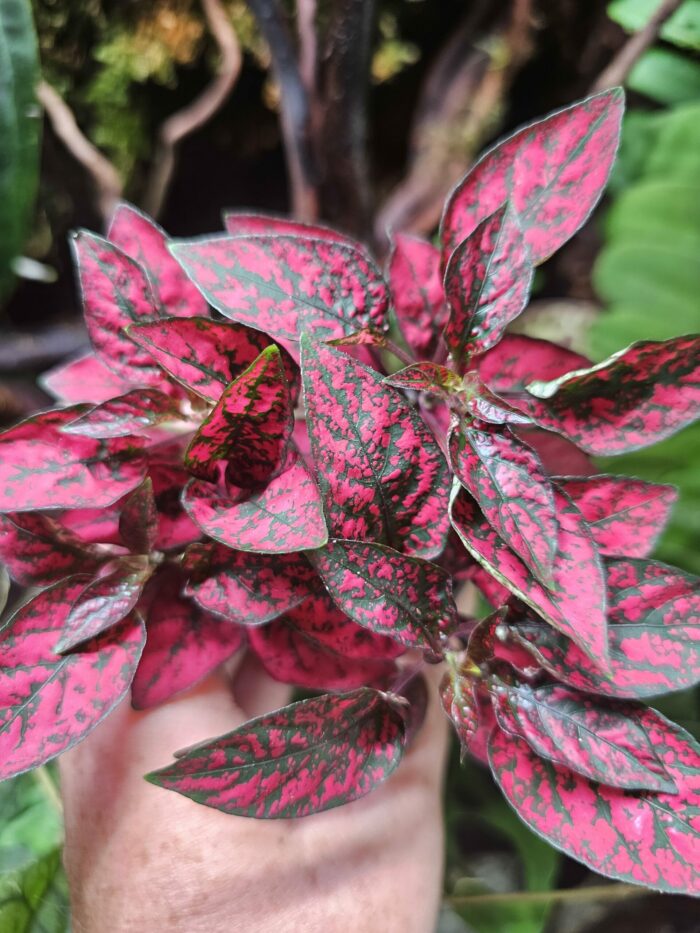 Hypoestes "Red"