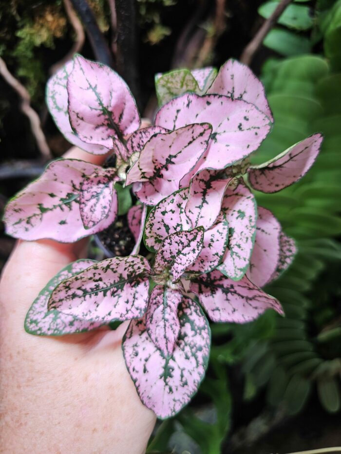 Hypoestes "Pink"