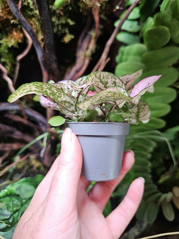 Hypoestes "Pink" – Image 2