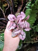 Hypoestes "Pink"