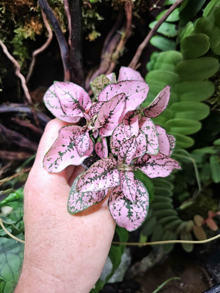 Hypoestes "Pink" – Image 3