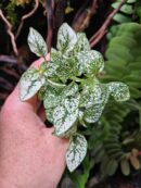 Hypoestes "Green"