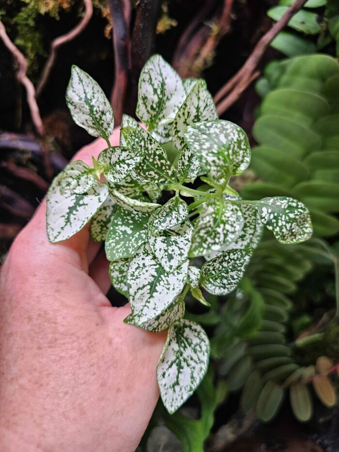 Hypoestes "Green"