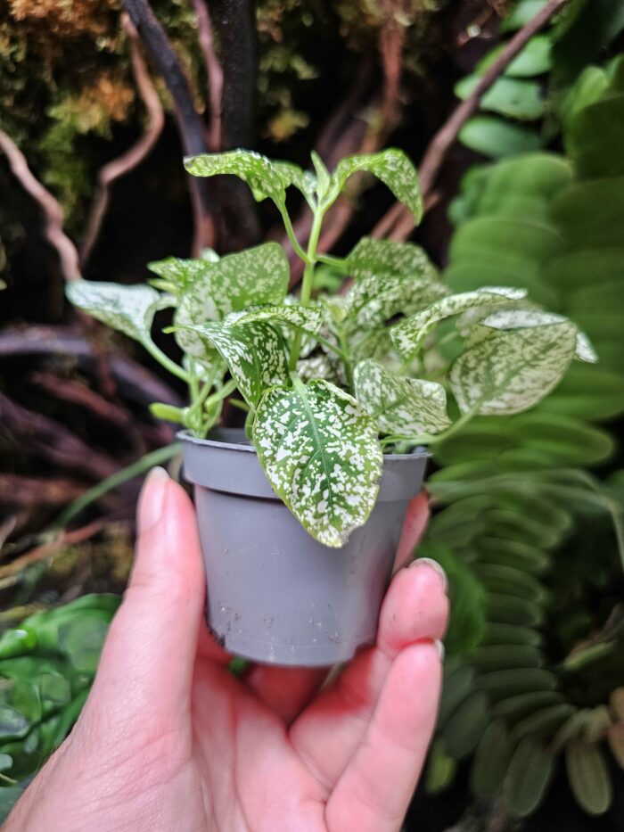 Hypoestes "Green" – Image 2