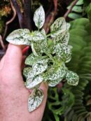 Hypoestes "Green"