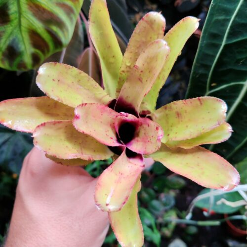 Neoregelia rubrifolia Hybrid