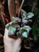 Fittonia sp "Rose"