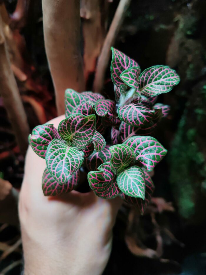 Fittonia sp "Rose"