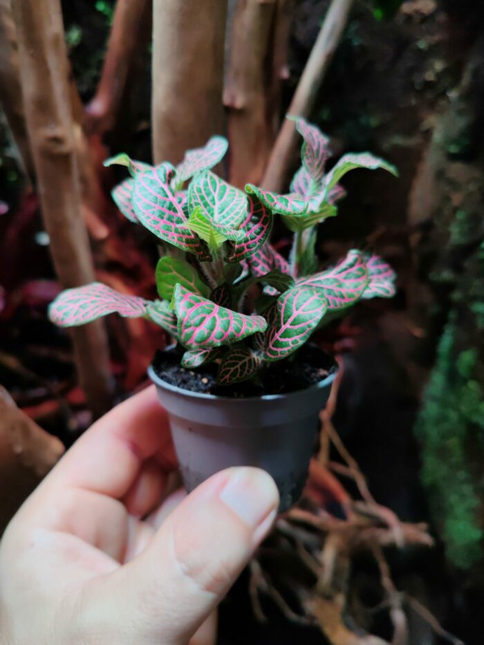 Fittonia sp "Rose" – Image 2
