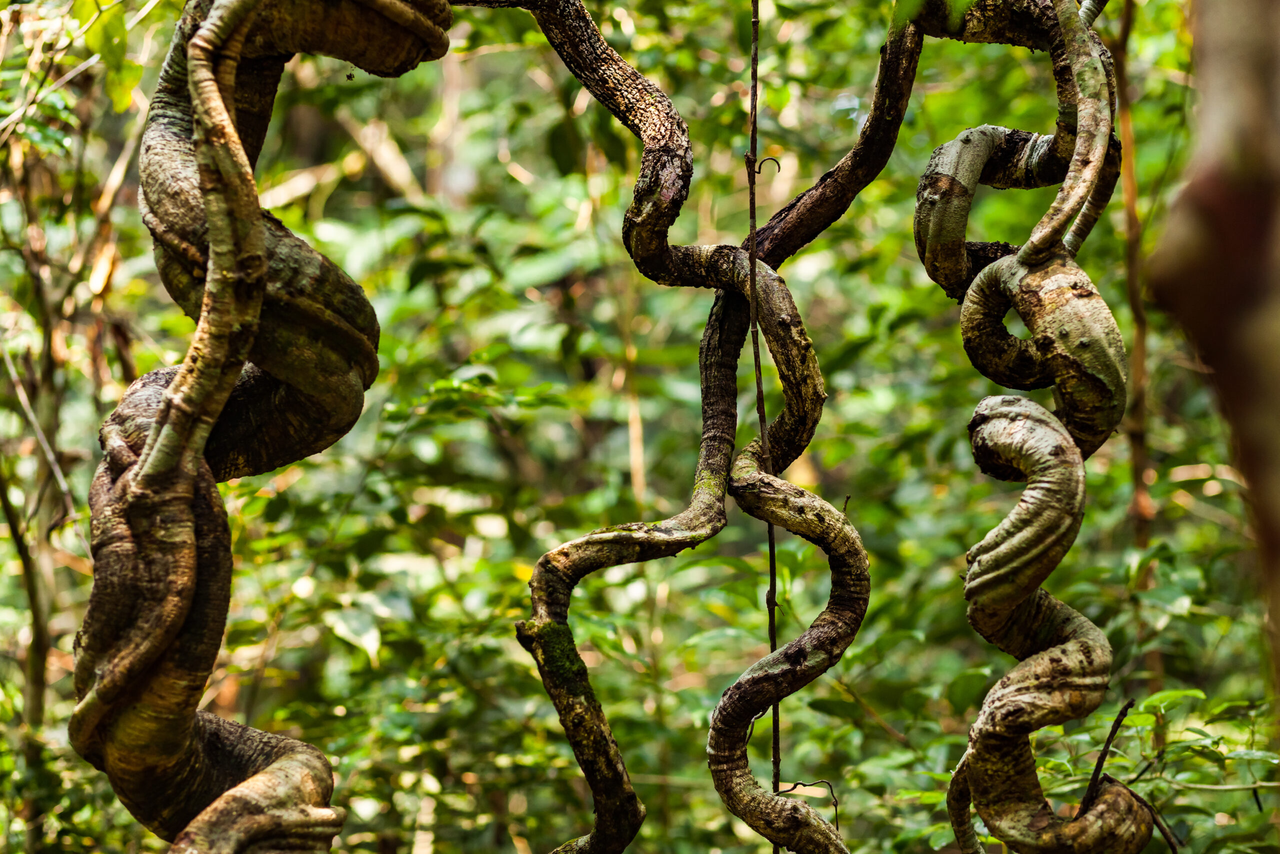 Curved lianas in the lush forest of Eastern Borneo, Malaysia