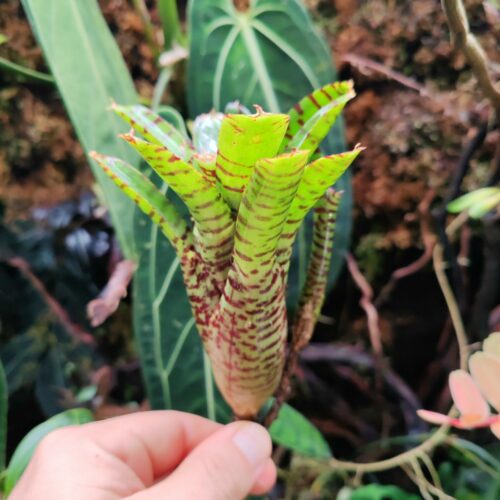 Neoregelia Blushing Tiger x punctatissima