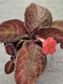 Episcia Purple rain
