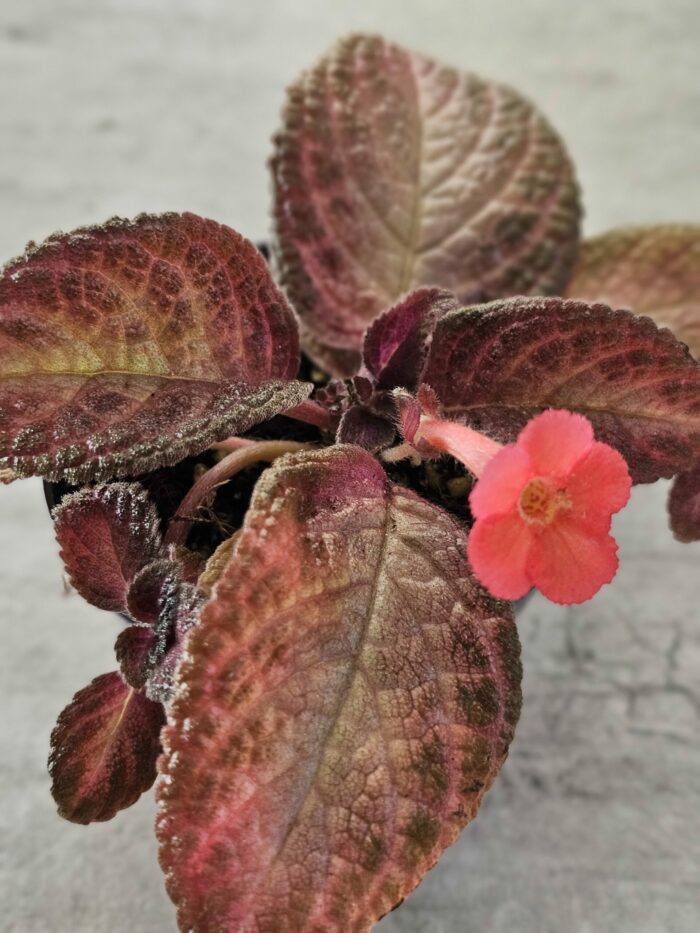 Episcia Purple rain