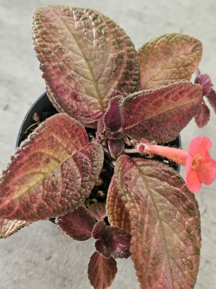 Episcia Purple rain – Image 3