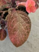 Episcia Purple rain