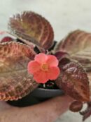 Episcia Purple rain