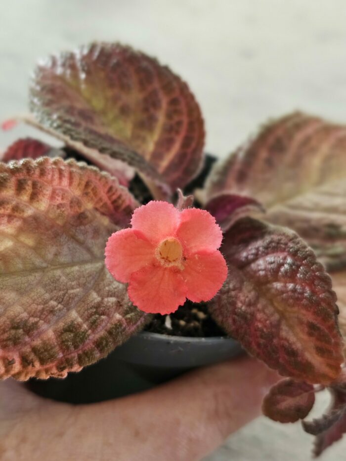 Episcia Purple rain – Image 4
