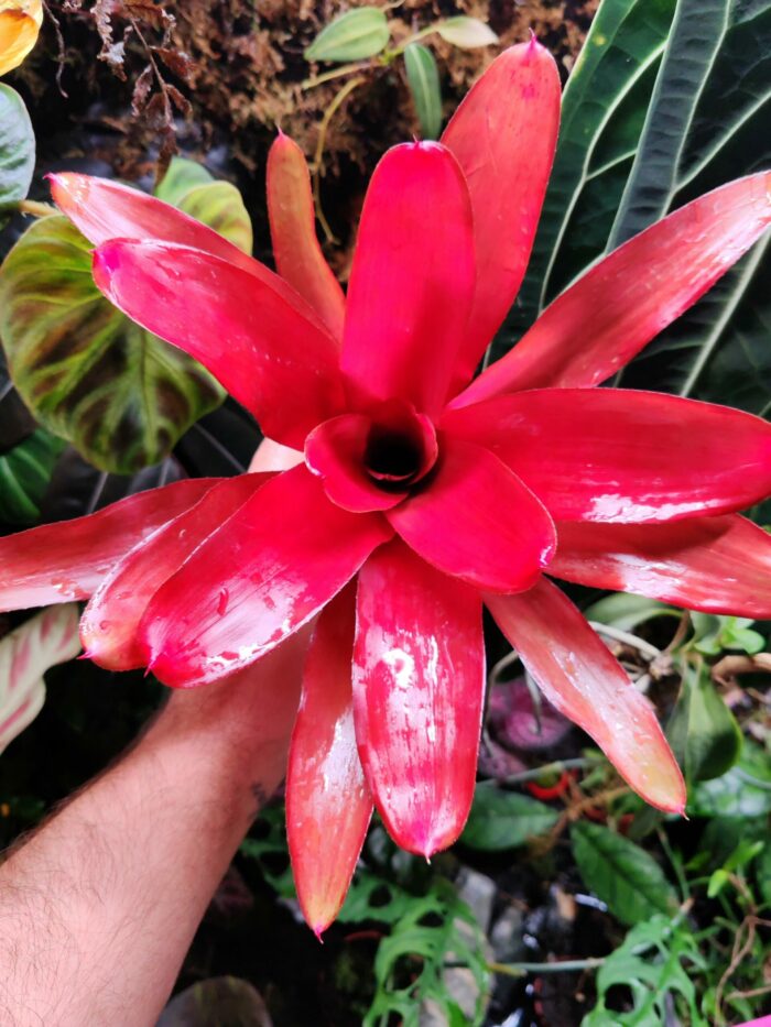 Neoregelia Fairy Red