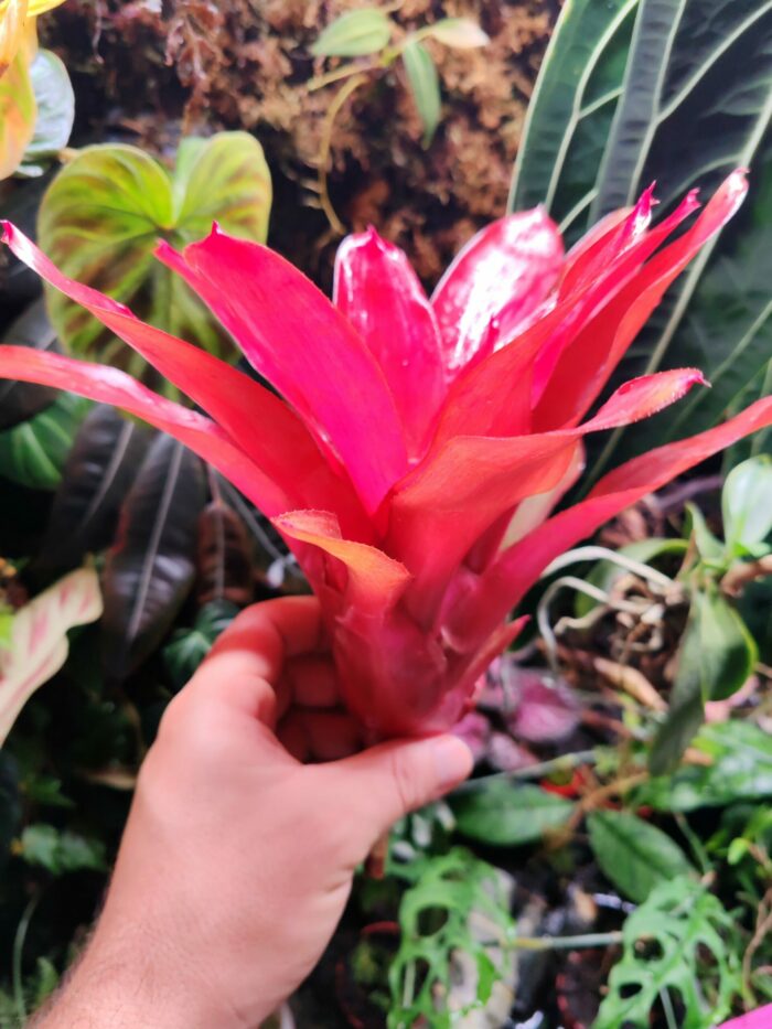 Neoregelia Fairy Red – Image 2
