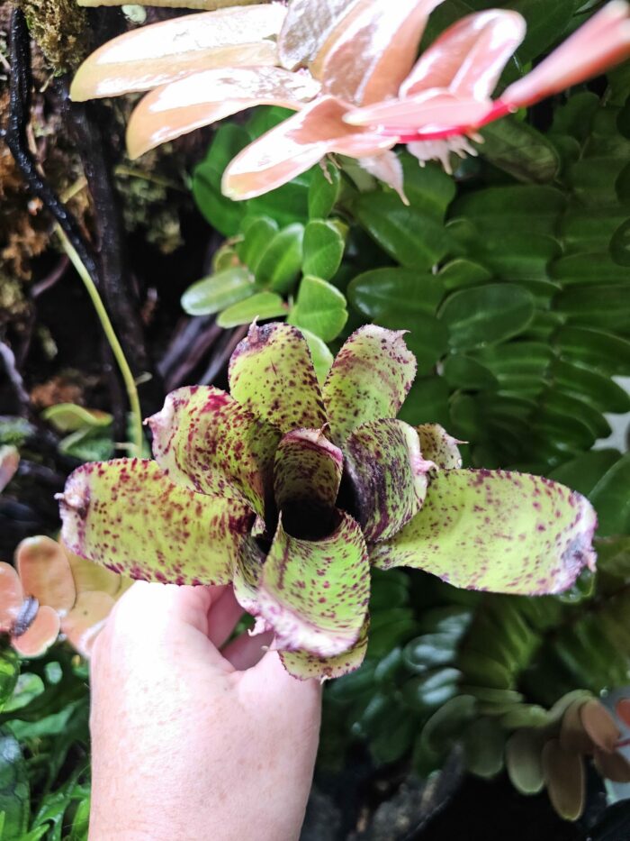 Neoregelia pauciflora x Red Bird – Image 2