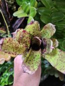 Neoregelia pauciflora x Red Bird
