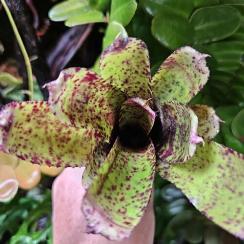 Neoregelia pauciflora x Red Bird