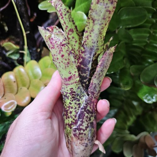 Neoregelia pauciflora x Red Bird