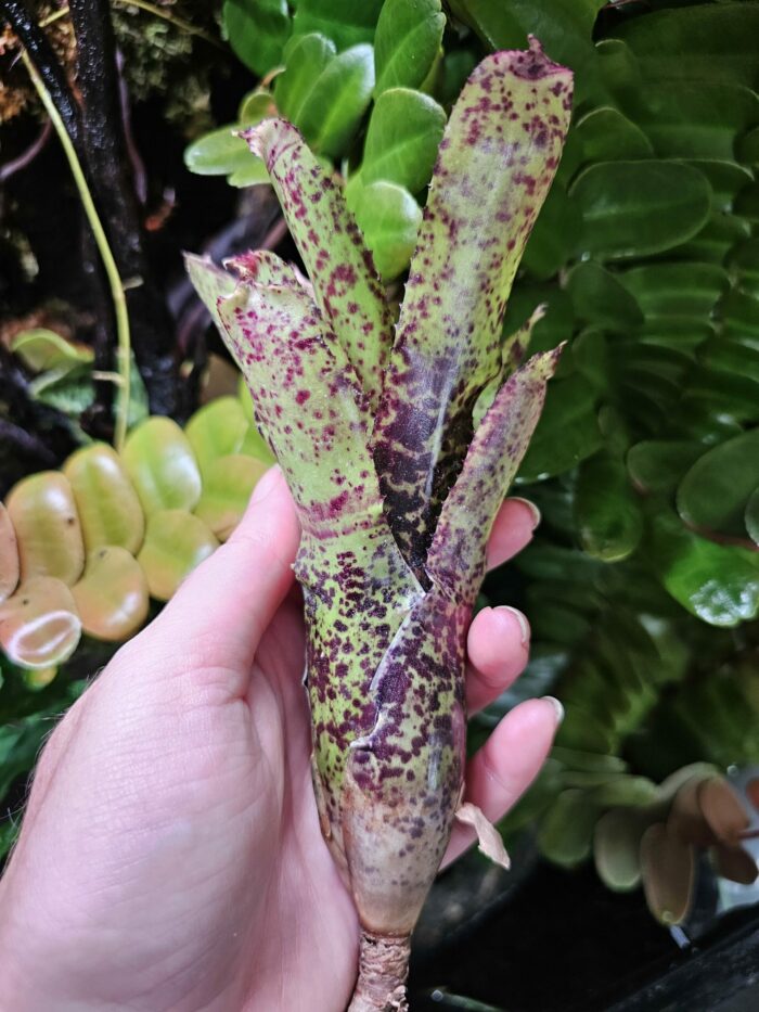 Neoregelia pauciflora x Red Bird – Image 3