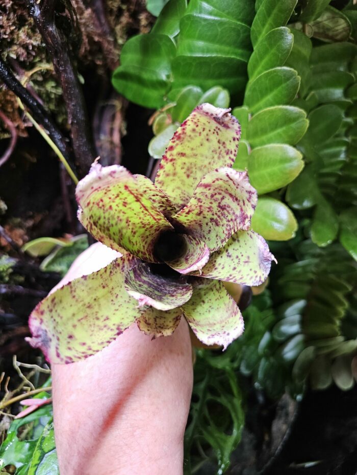 Neoregelia pauciflora x Red Bird – Image 4