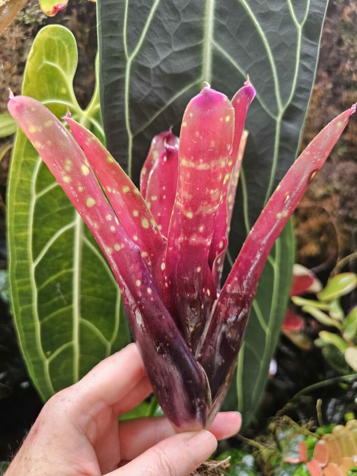 Neoregelia Foster's hybrid x Fireball