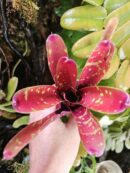 Neoregelia Foster's hybrid x Fireball