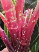 Neoregelia Foster's hybrid x Fireball