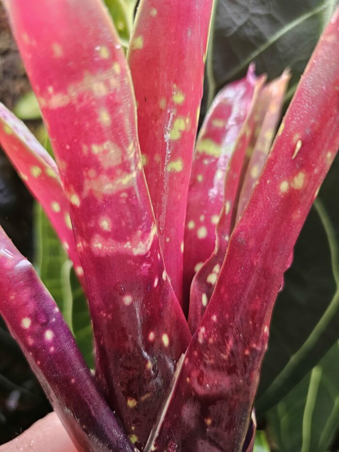 Neoregelia Foster's hybrid x Fireball – Image 2
