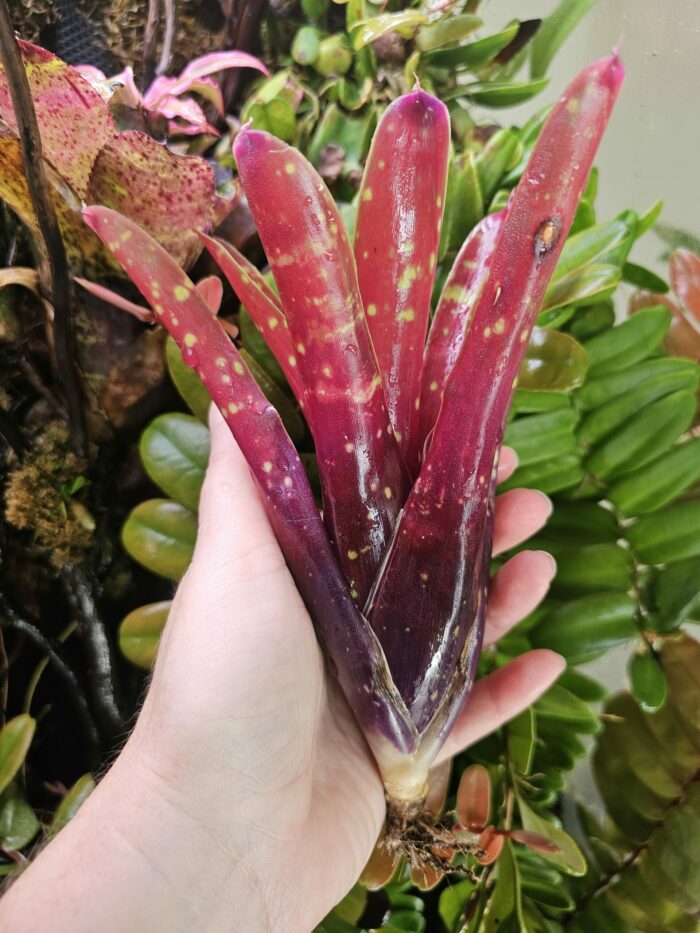 Neoregelia Foster's hybrid x Fireball – Image 4
