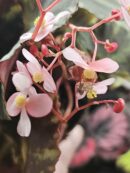 Bégonia Cleopatra