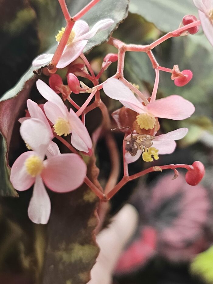 Bégonia Cleopatra – Image 2