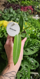 BABY Anthurium warocqueanum